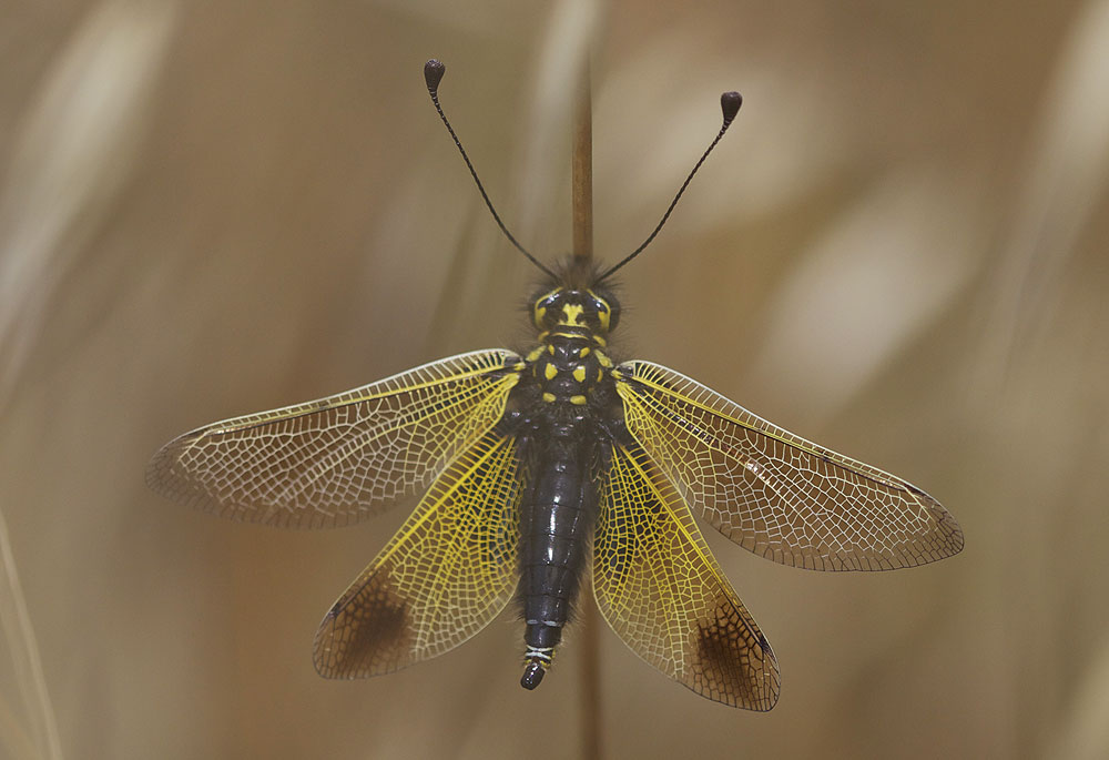 Libelloides ictericus (Charpentier, 1825)