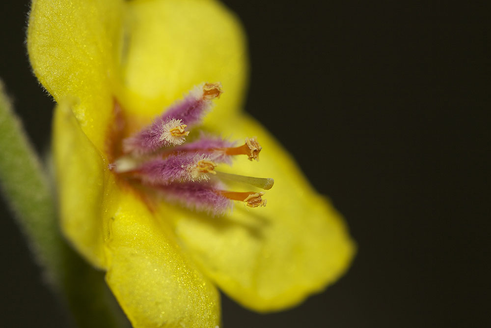 Molène sinuée Verbascum sinuatum L., 1753