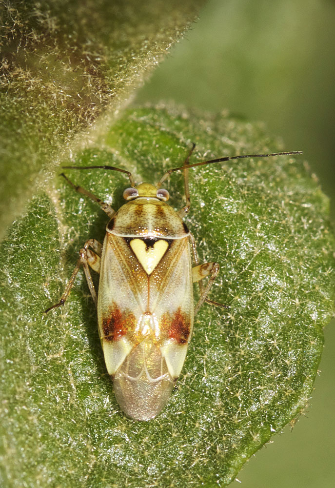 Lygus pratensis (Linnaeus, 1758)