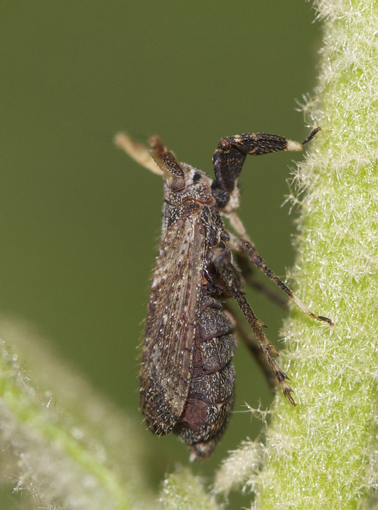 Delphacide à corne Asiraca clavicornis (Fabricius, 1794)