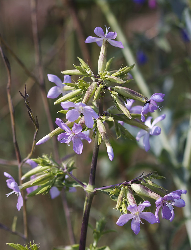 Saponaire officinale, Savonnière, Herbe à savon Saponaria officinalis L., 1753