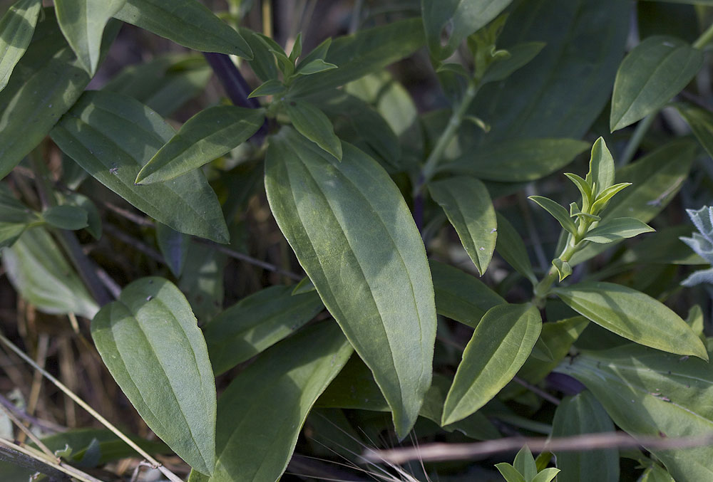 Saponaire officinale, Savonnière, Herbe à savon Saponaria officinalis L., 1753