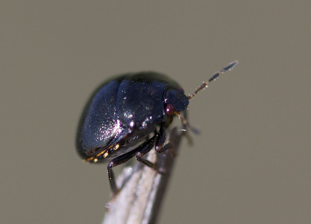 Punaise cuirasse Coptosoma scutellatum (Geoffroy, 1785)