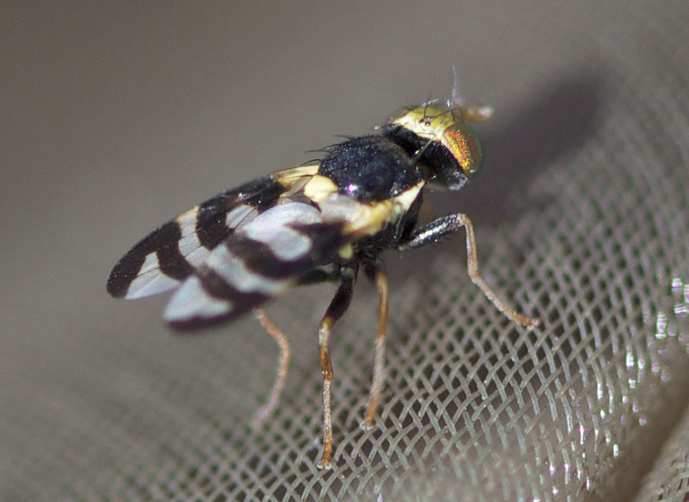 Urophora quadrifasciata (Meigen, 1826)