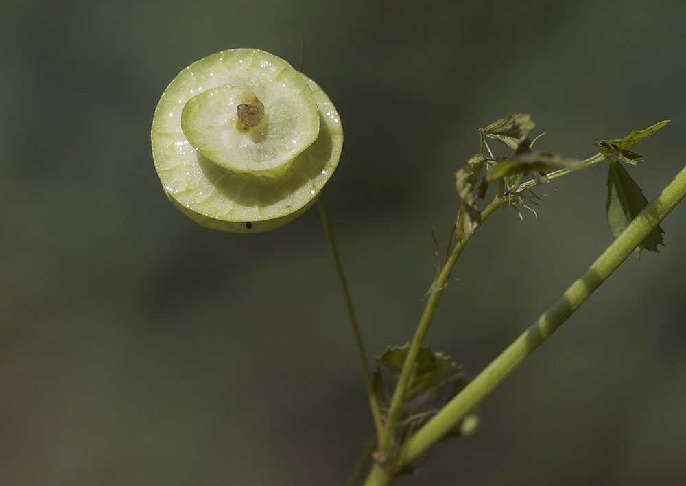 Luzerne orbiculaire Medicago orbicularis (L.) Bartal., 1776