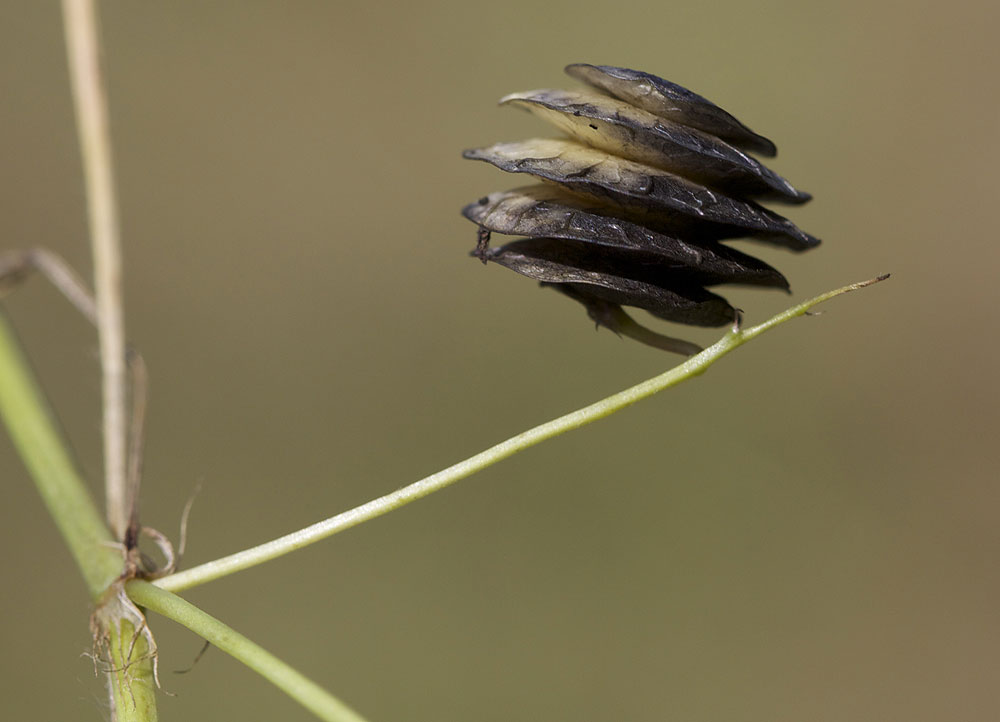 Luzerne orbiculaire Medicago orbicularis (L.) Bartal., 1776