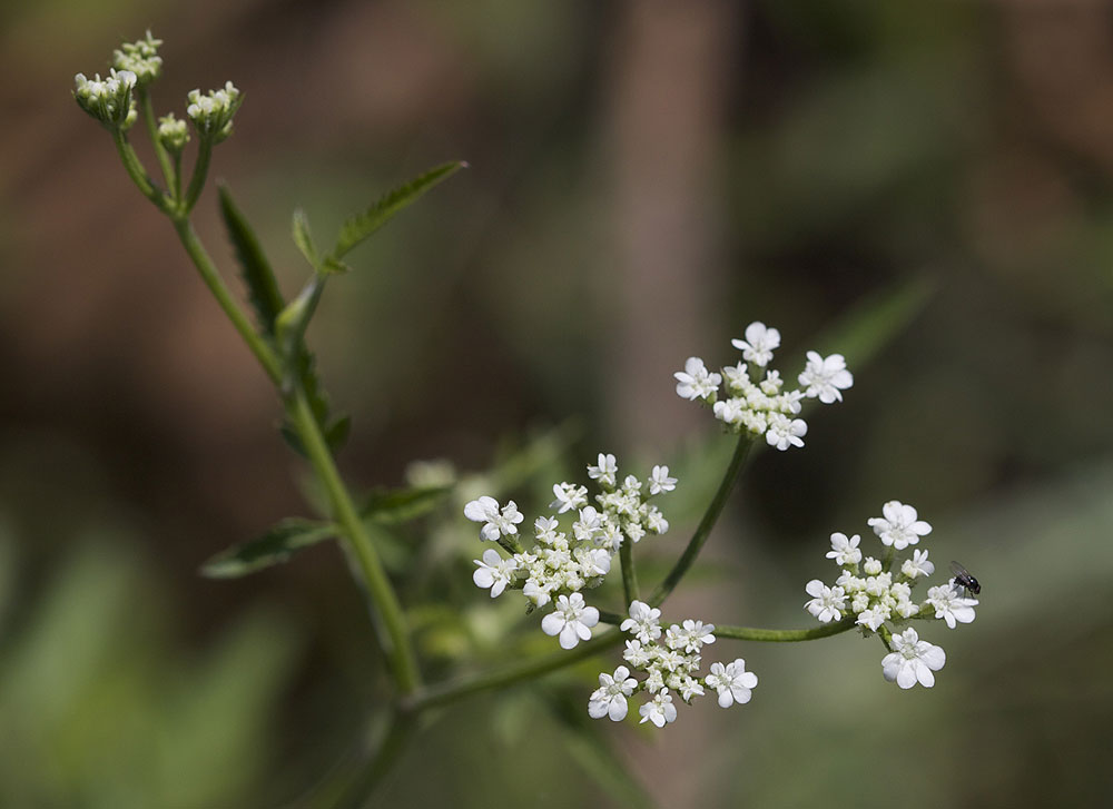 Torilis des champs Torilis arvensis (Huds.) Link, 1821