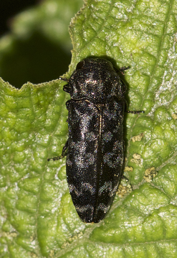 Bupreste du rosier Coraebus rubi (Linnaeus, 1767)