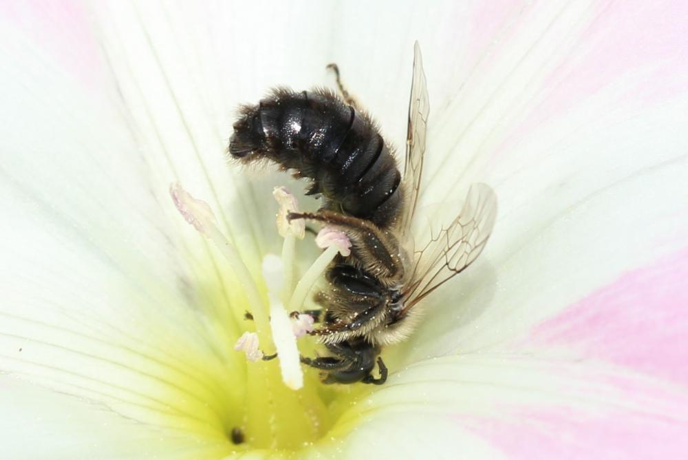  Systropha curvicornis (Scopoli, 1770)