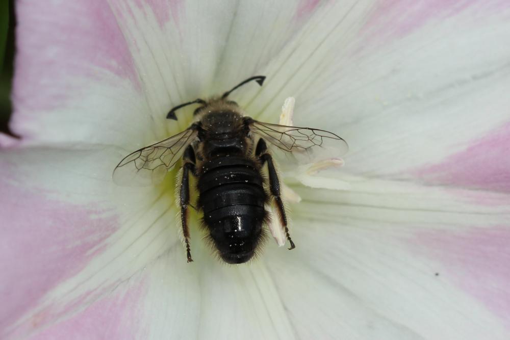 Systropha curvicornis (Scopoli, 1770)