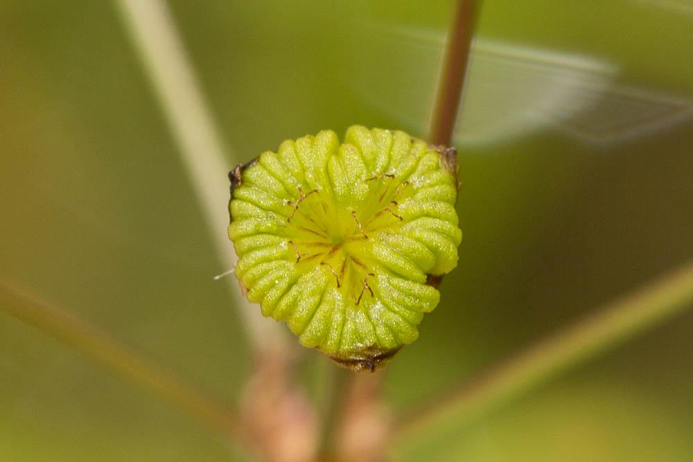 Plantain d'eau à feuilles lancéolées, Alisma lancé Alisma lanceolatum With., 1796