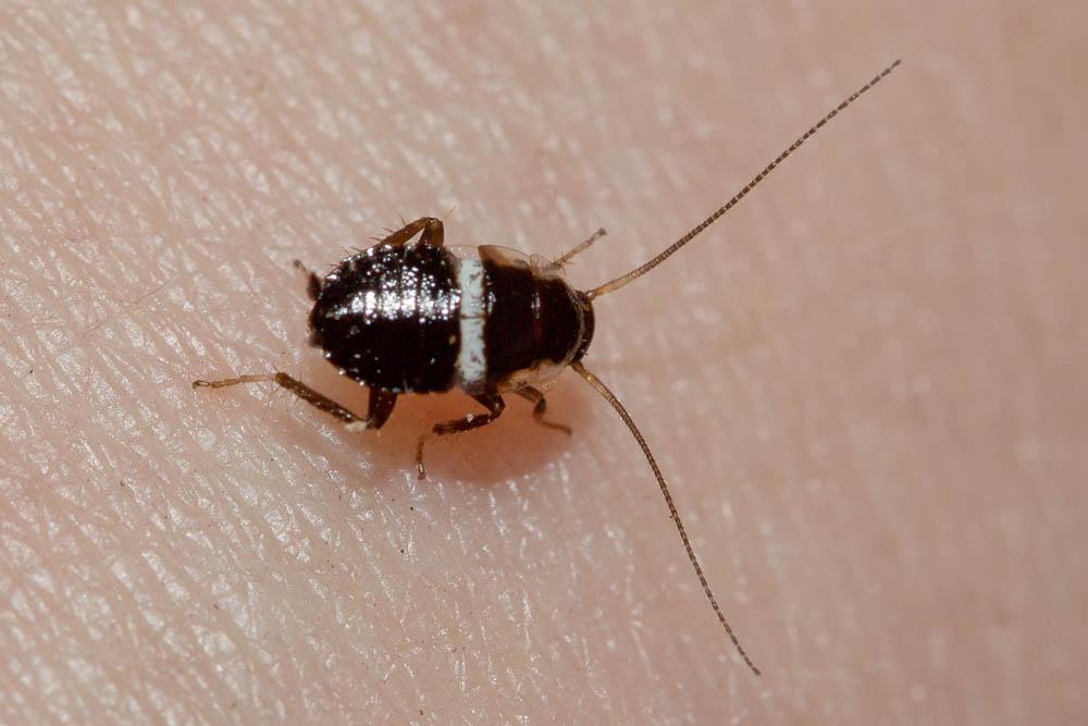 Ectobius vinzi Maurel, 2012