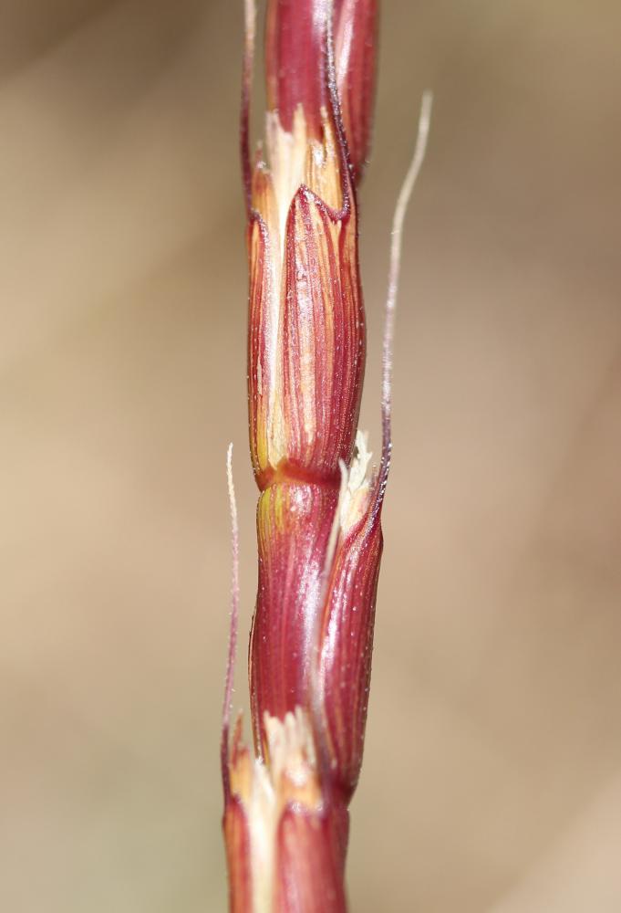 Égilope cylindrique Aegilops cylindrica Host, 1802