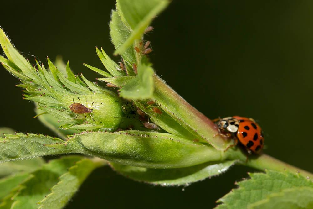 Puceron vert du rosier Macrosiphum rosae (Linnaeus, 1758)