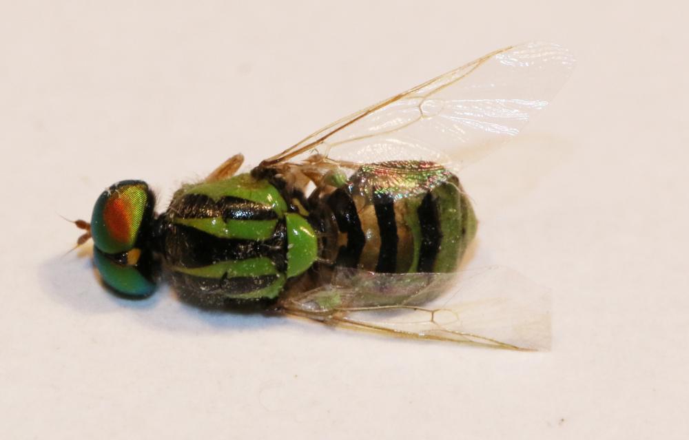 Le  Oxycera trilineata (Linnaeus, 1767)