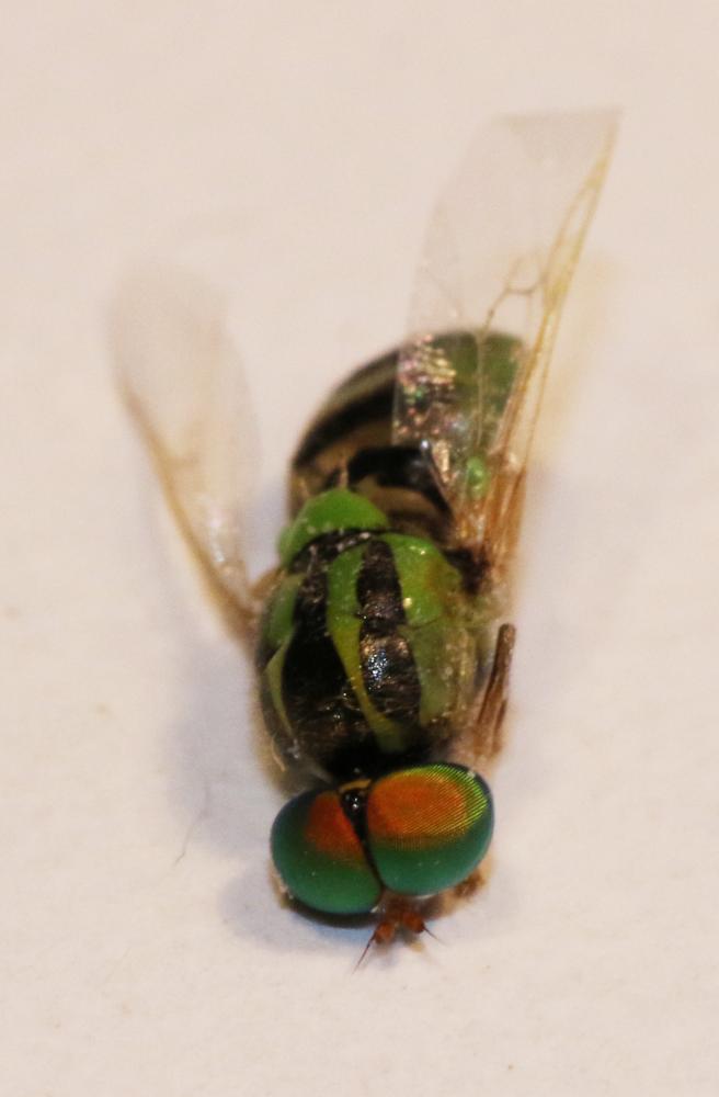 Oxycera trilineata (Linnaeus, 1767)
