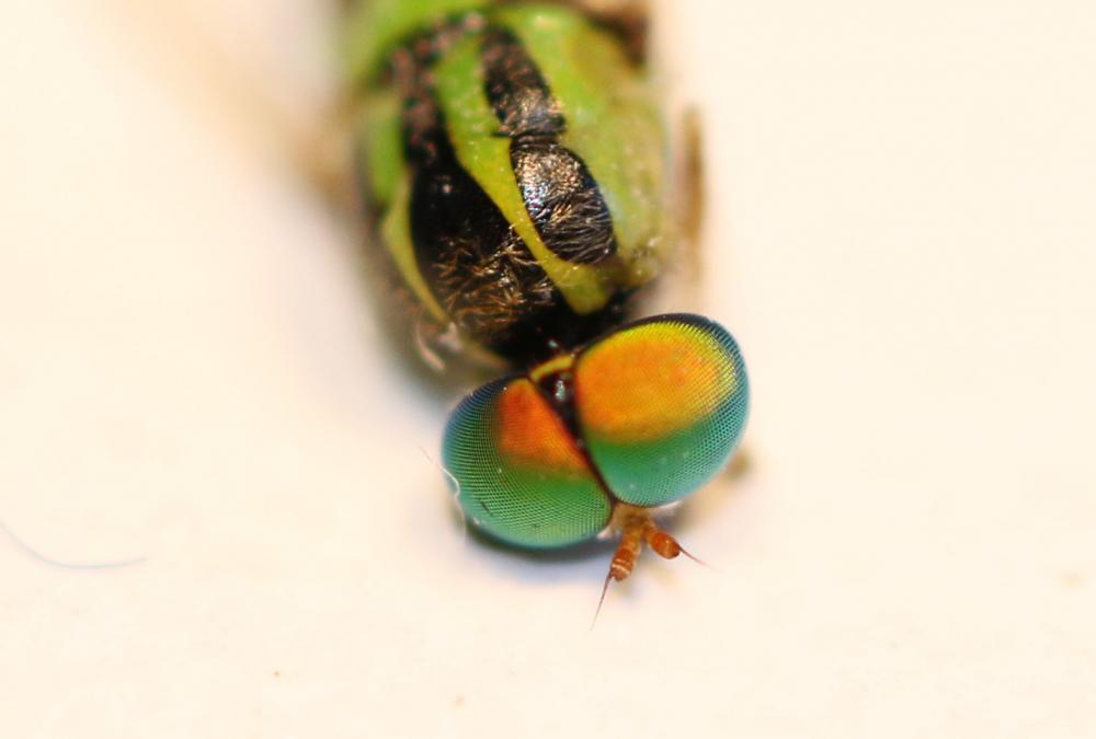 Oxycera trilineata (Linnaeus, 1767)