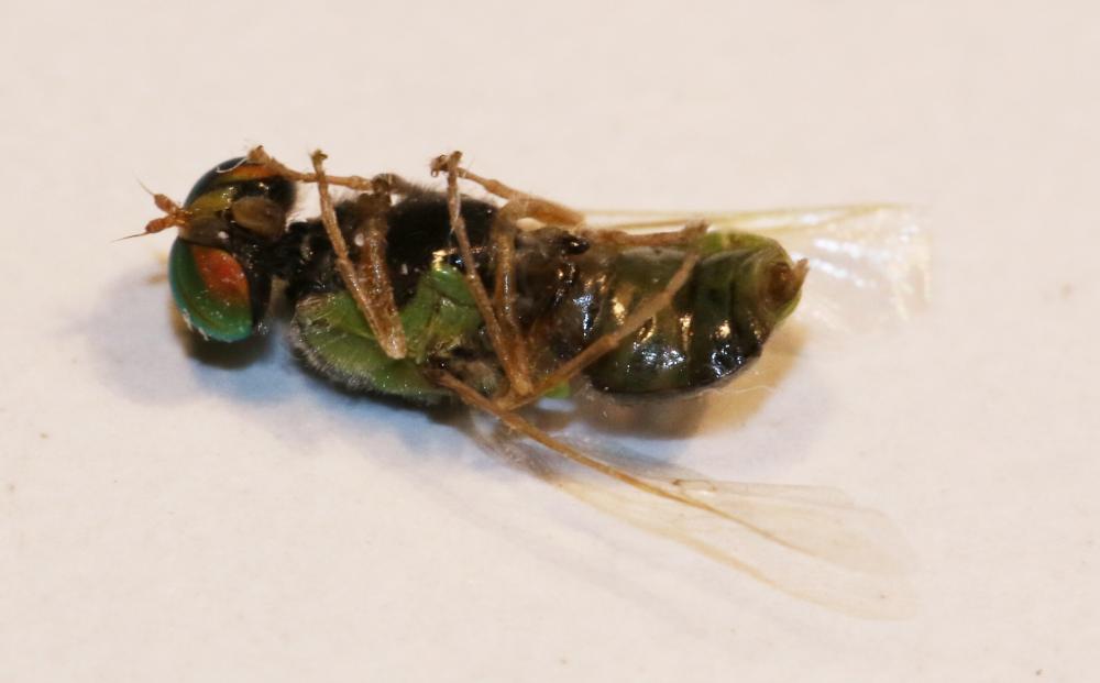 Oxycera trilineata (Linnaeus, 1767)