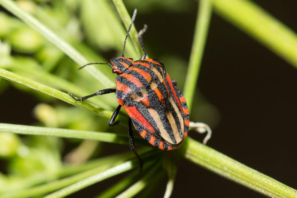 Punaise arlequin Graphosoma italicum (O.F. Müller, 1766)