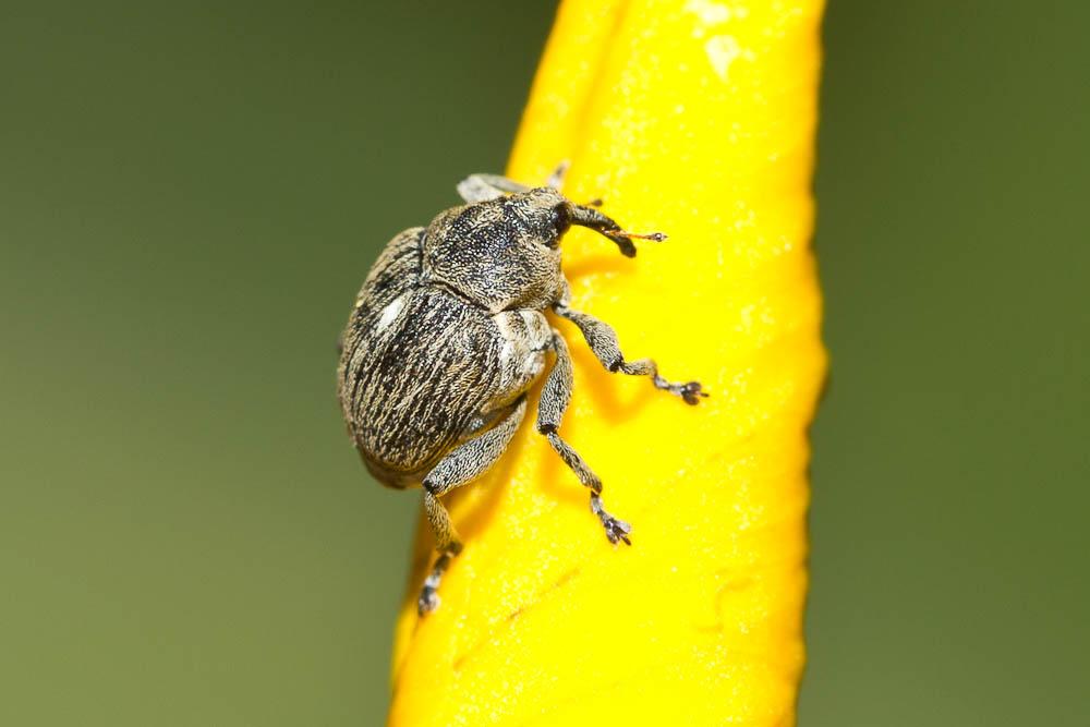 Charançon de l'Iris des marais Mononychus punctumalbum (Herbst, 1784)