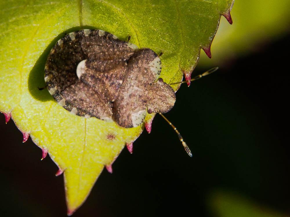 Dyroderes umbraculatus (Fabricius, 1775)