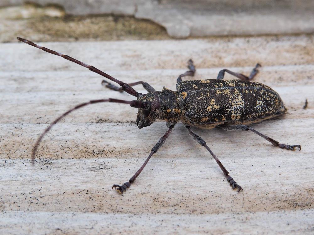 Monochame de Provence Monochamus galloprovincialis (Olivier, 1795)