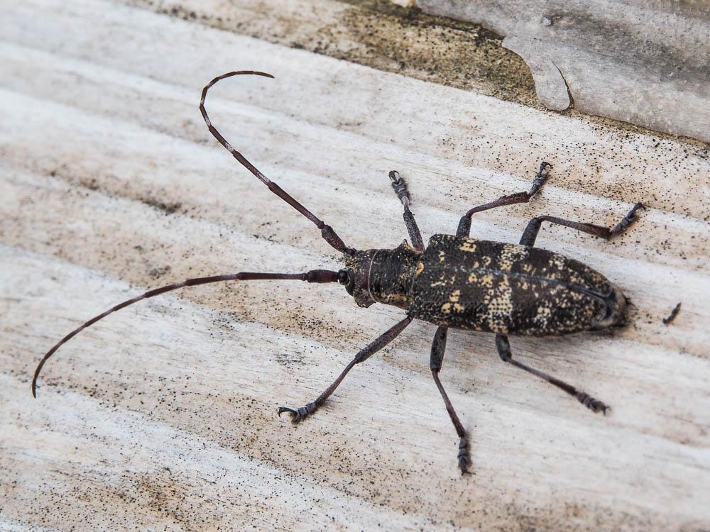 Monochame de Provence Monochamus galloprovincialis (Olivier, 1795)