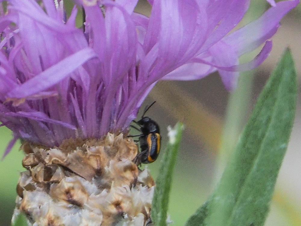 Cryptocephalus pini (Linnaeus, 1758)
