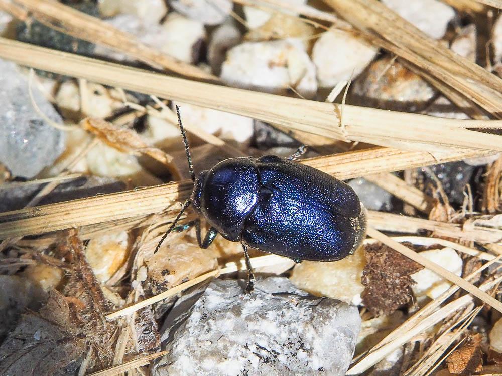 Cryptocephalus hypochaeridis (Linnaeus, 1758)
