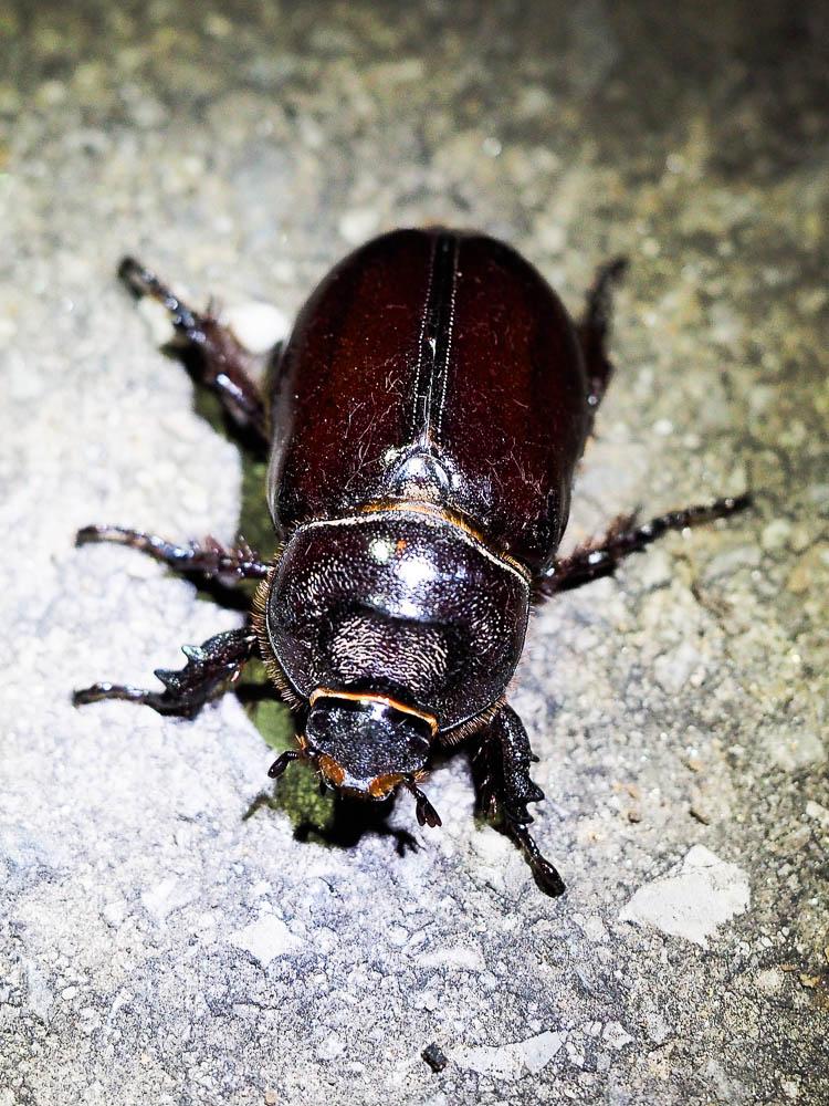 Scarabée rhinocéros européen, Rhinocéros Oryctes nasicornis (Linnaeus, 1758)