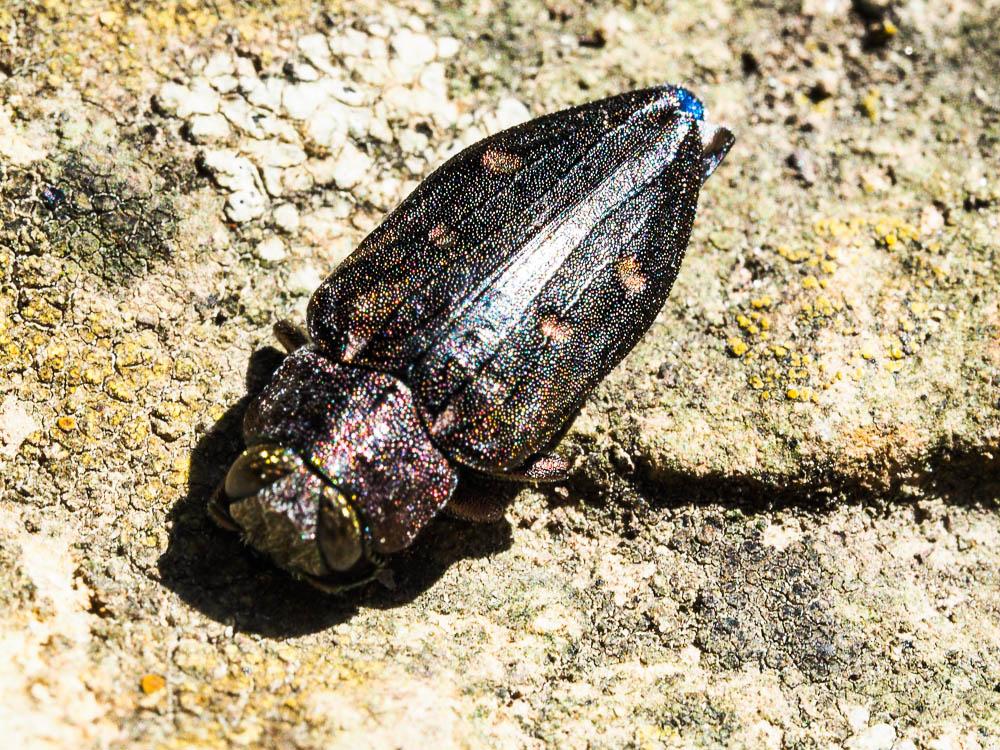 Chrysobothre ressemblant Chrysobothris affinis (Fabricius, 1794)