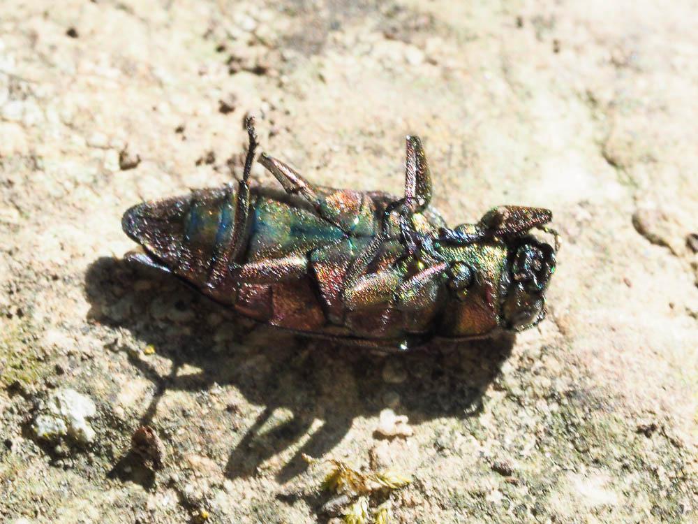Chrysobothre ressemblant Chrysobothris affinis (Fabricius, 1794)