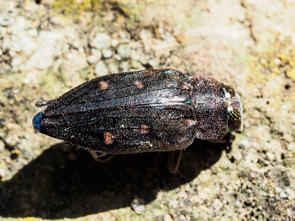 Chrysobothre ressemblant Chrysobothris affinis (Fabricius, 1794)
