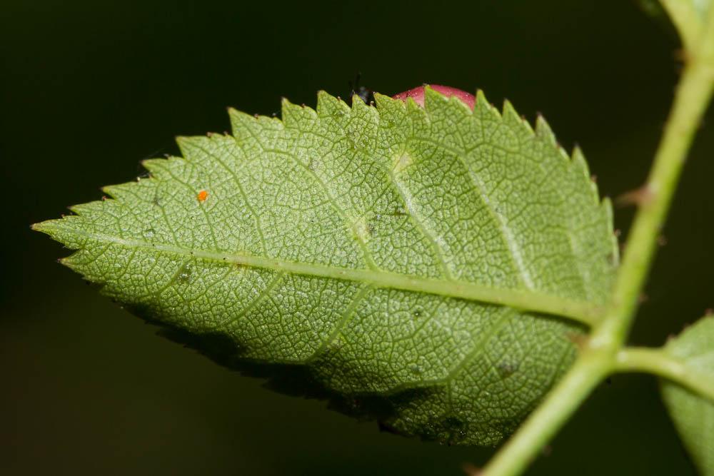  Diplolepis eglanteriae (Hartig, 1840)