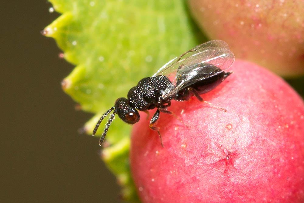 Eurytomidae Walker, 1832