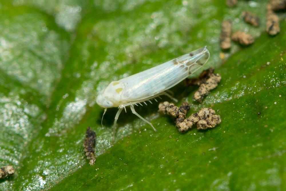  Ribautiana 