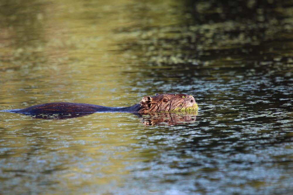 Ragondin Myocastor coypus (Molina, 1782)