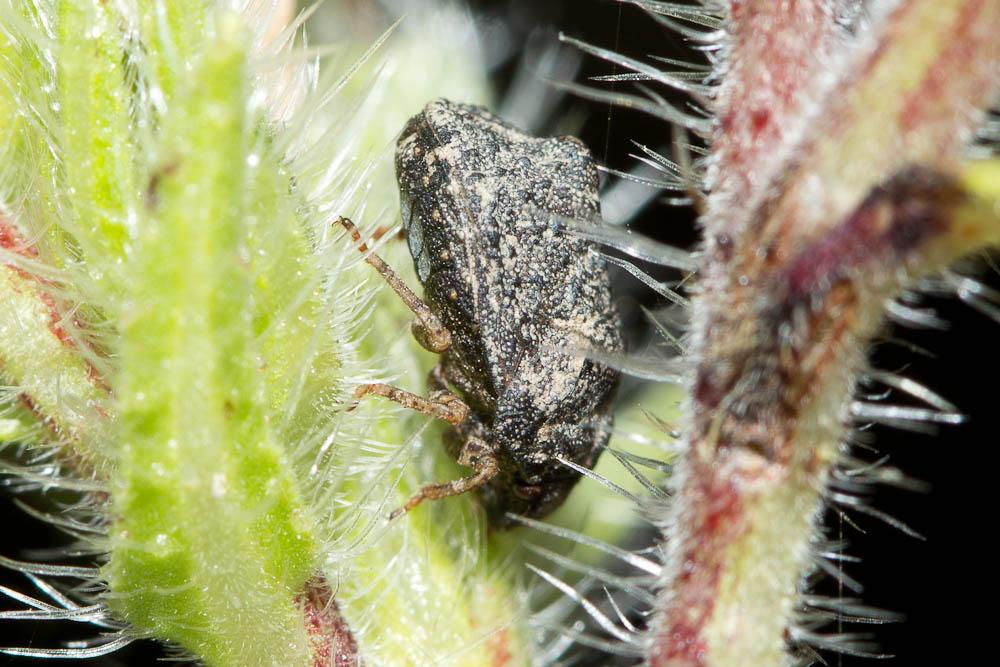  Psacasta tuberculata (Fabricius, 1781)