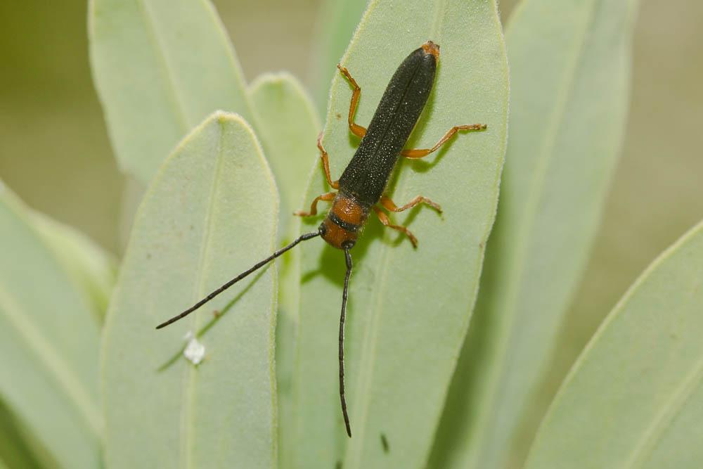 Oberea erythrocephala (Schrank, 1776)