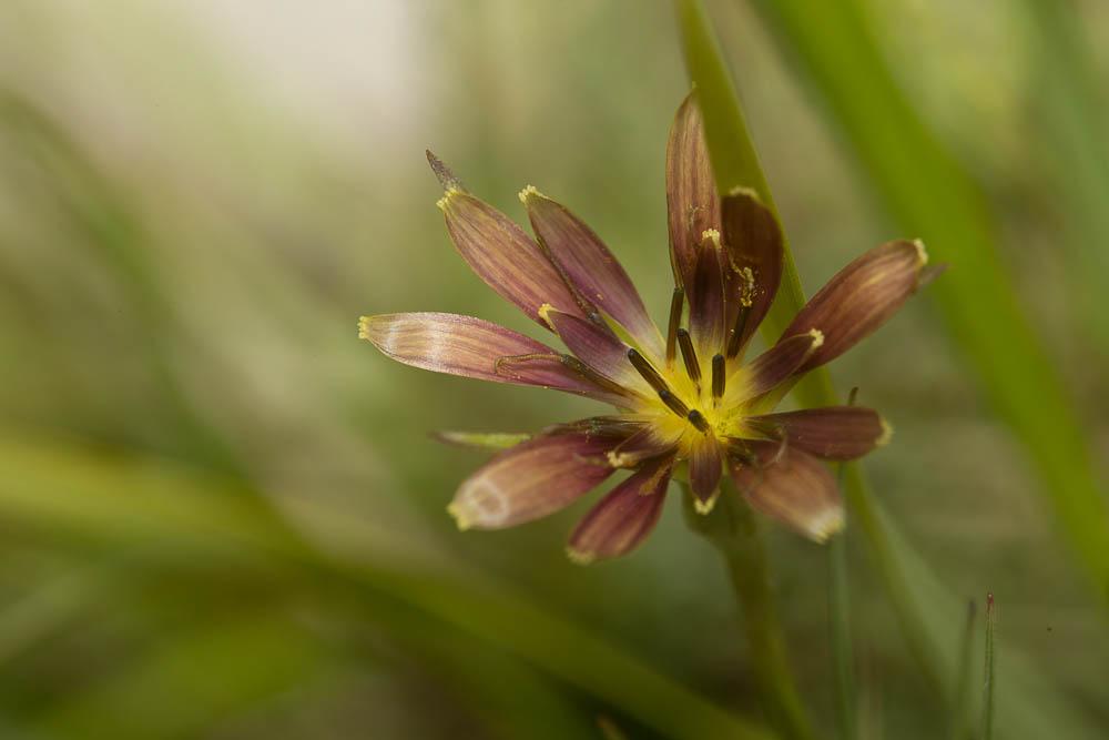 Salsifis à feuilles de crocus Tragopogon crocifolius L., 1759
