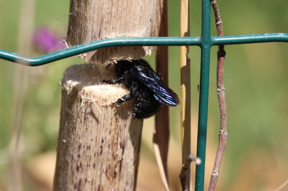 Xylocope irisé Xylocopa iris (Christ, 1791)
