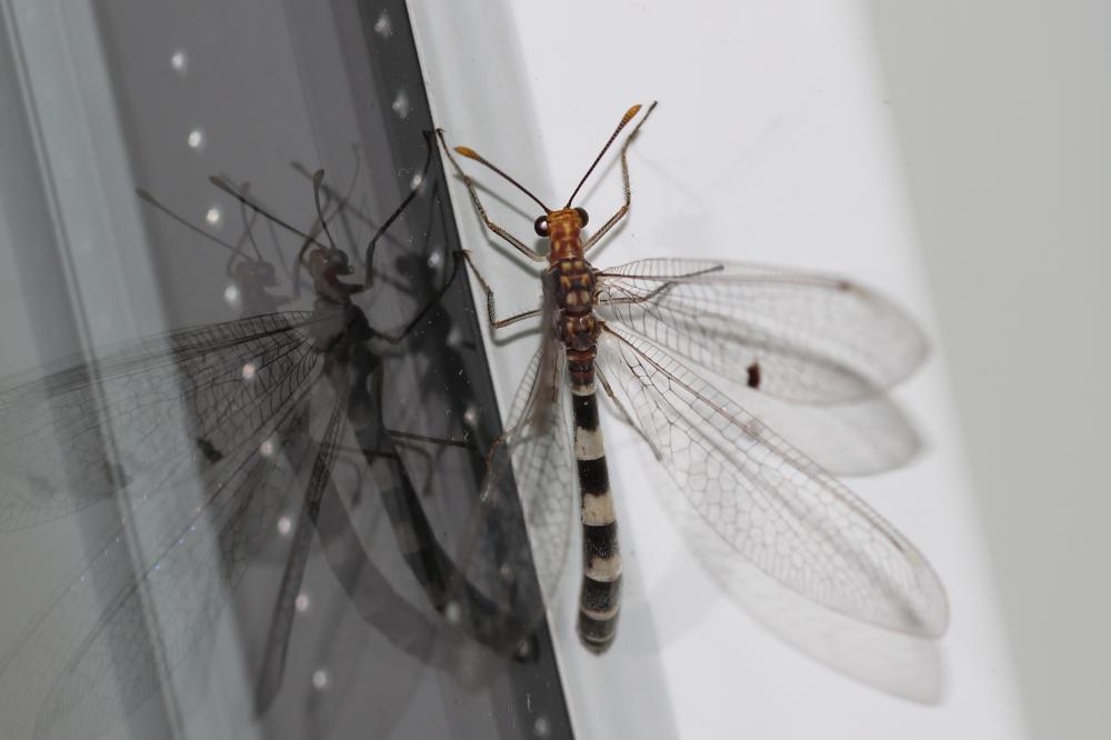 Megistopus flavicornis (Rossi, 1790)