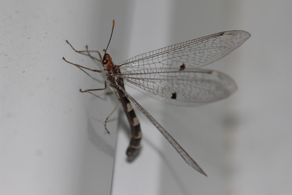 Megistopus flavicornis (Rossi, 1790)