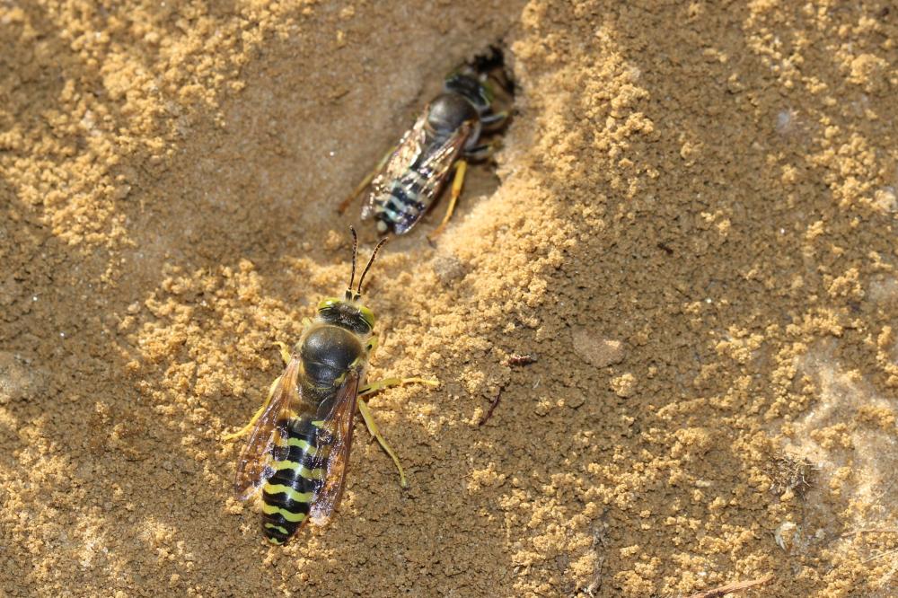 Bembix rostrata (Linnaeus, 1758)