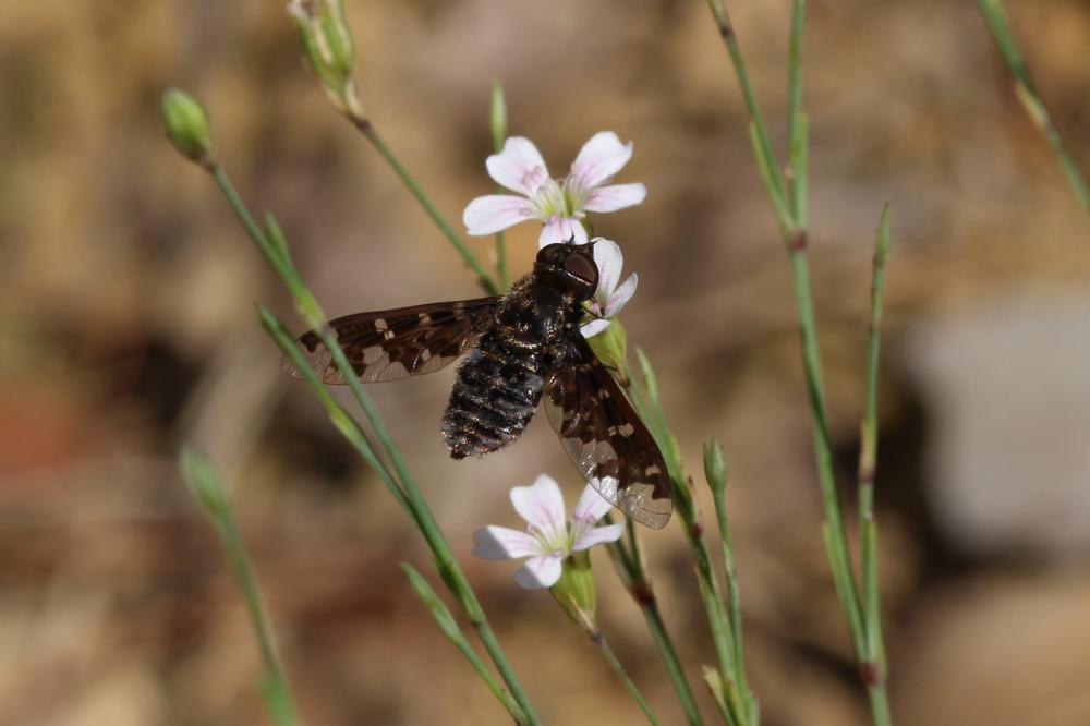 Exoprosopa jacchus (Fabricius, 1805)