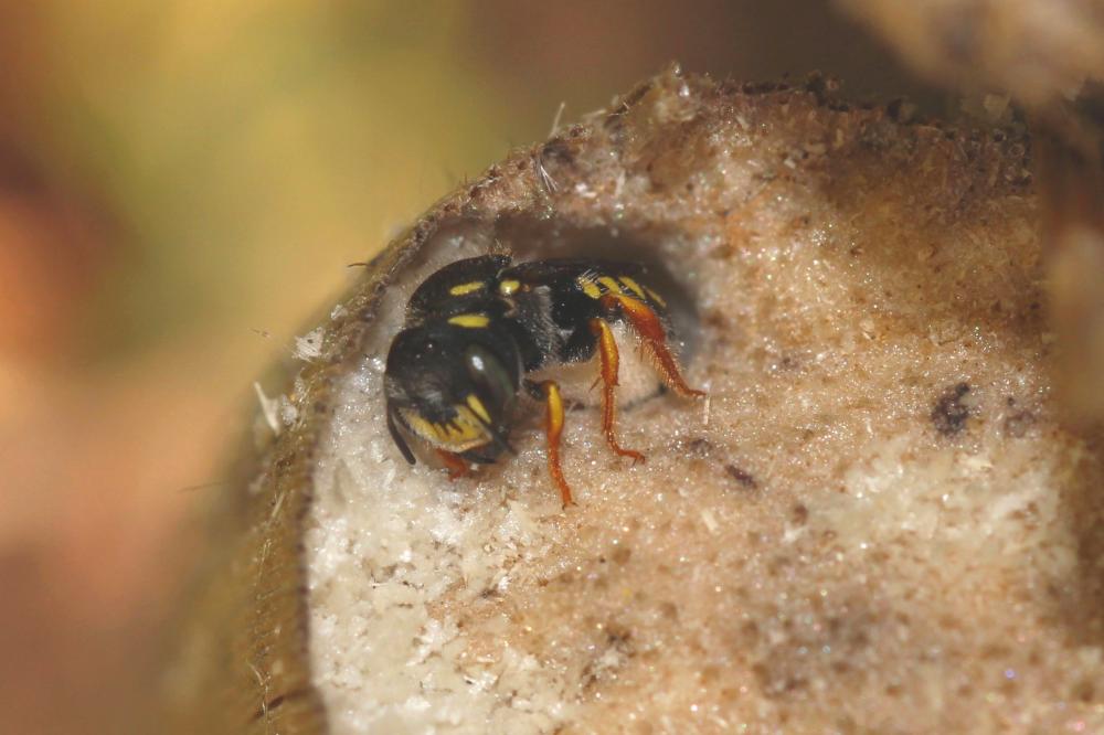  Pseudoanthidium nanum (Mocsáry, 1881)