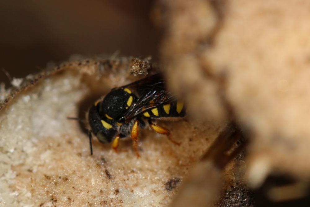  Pseudoanthidium nanum (Mocsáry, 1881)