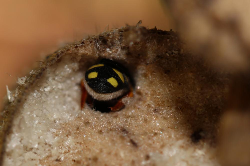 Pseudoanthidium nanum (Mocsáry, 1881)