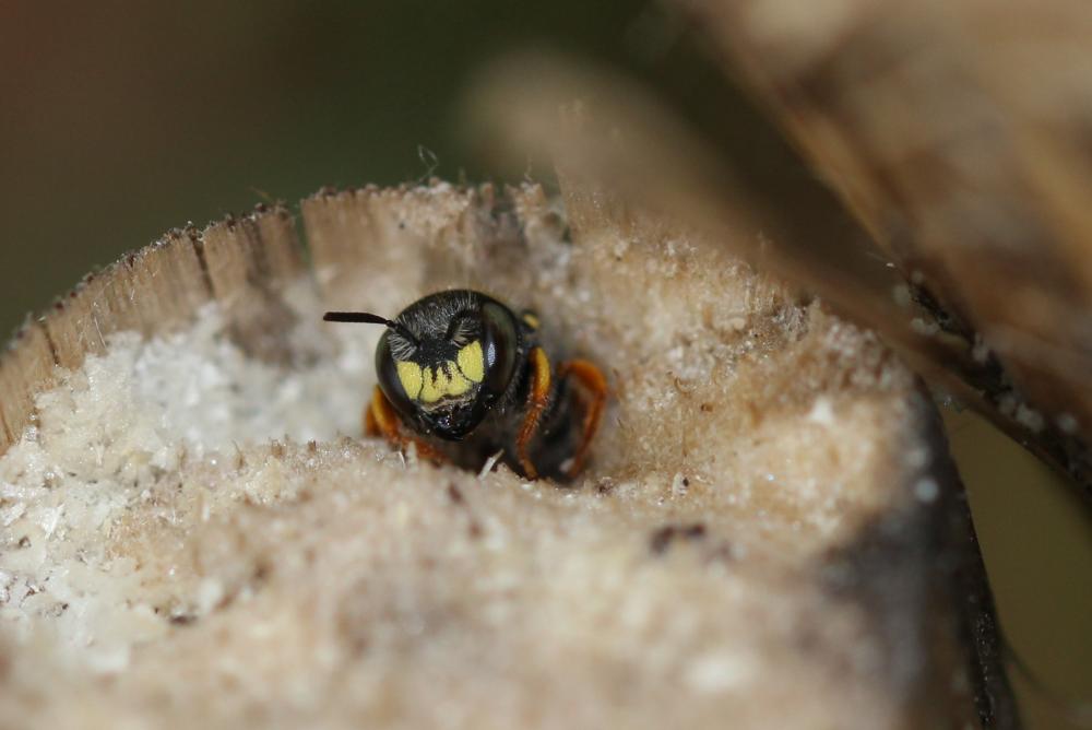 Pseudoanthidium nanum (Mocsáry, 1881)