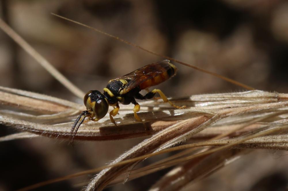 Dinetus pictus (Fabricius, 1793)